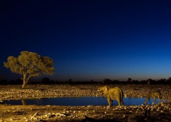 L&rsquo;AFRIQUE et l&rsquo;effet Chuck Norris