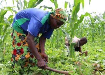 Le sous-Préfet de Mbrès tient une réunion avec les cultivateurs et éleveurs sur le respect des des couloirs de transhumance