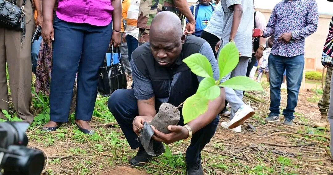 À Bangui, planter les arbres devient une réponse aux défis environnementaux