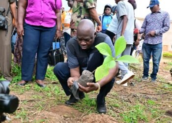 À Bangui, planter les arbres devient une réponse aux défis environnementaux