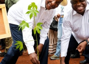 Centrafrique : la Semaine nationale de l’arbre s’achève sur un appel au reboisement à grande échelle