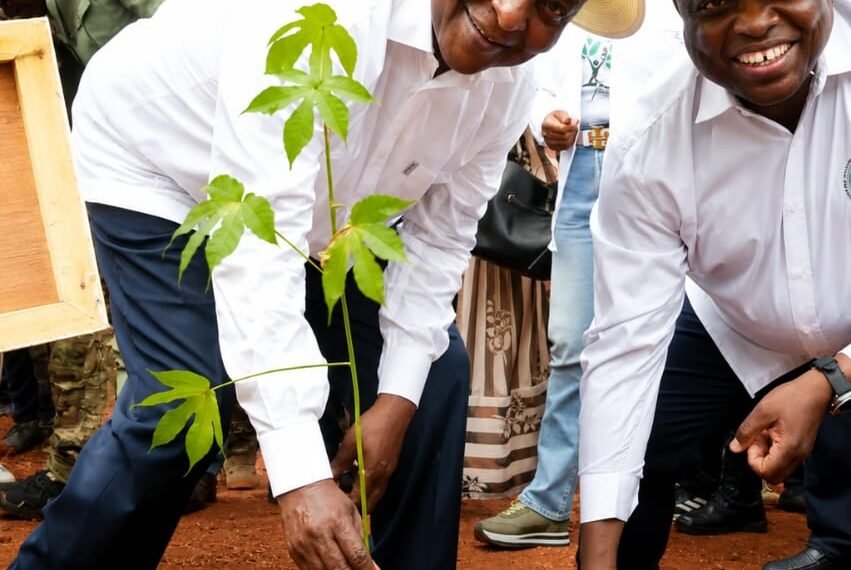 Centrafrique : la Semaine nationale de l’arbre s’achève sur un appel au reboisement à grande échelle